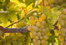 2021年新西蘭葡萄酒產量將減少700萬箱-酒展網
