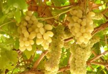 1-7月意大利葡萄酒對華出口達4.47億，同比降16%-酒展網