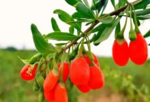 《枸杞酒》國家標準本年度11月起實施-酒展網