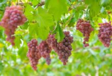 新西蘭成立國家葡萄酒中心以促進葡萄酒產業發展-酒展網