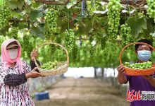 “懷來葡匠”小葡萄串起鄉(xiāng)村振興大產(chǎn)業(yè)-酒展網(wǎng)