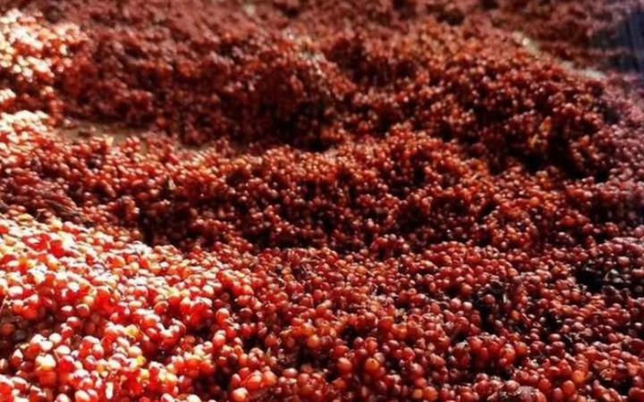 貴州全年高粱產量70萬噸,前十企業下沙投產增19%-酒展網