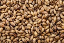 全球大麥產量預測下調至1.418億噸-酒展網