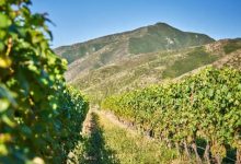 歐盟達(dá)成葡萄酒產(chǎn)業(yè)新規(guī)-酒展網(wǎng)