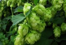 日本推出牡蠣殼釀造的啤酒-酒展網