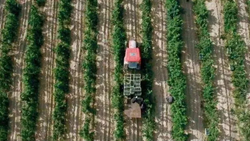 寧夏青銅峽市葡萄酒產業綜合產值突破90億元-酒展網