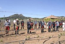 2025世界馬瑟蘭日暨河北省碣石山產區葡萄展藤節成功舉辦-酒展網