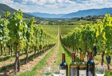 煙臺葡萄酒七類品牌集中發布-酒展網