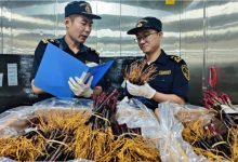 2萬株法國進口葡萄苗落地青島-酒展網(wǎng)