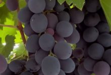 四川省得榮縣釀酒葡萄喜迎豐收-酒展網(wǎng)